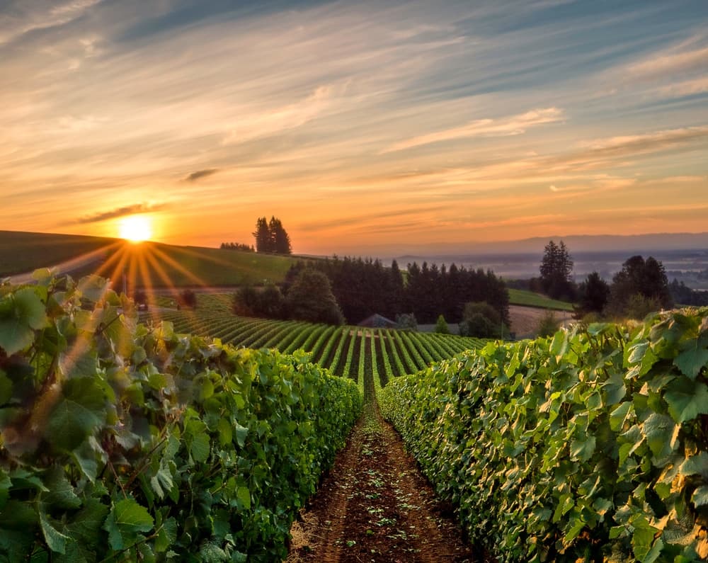 Golden hour sunset over Willamette Valley vineyard rows with dramatic sky