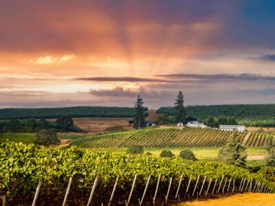 Wide panoramic view of Willamette Valley vineyards with mountains in background at sunset