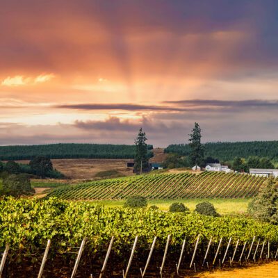 Wide panoramic view of Willamette Valley vineyards with mountains in background at sunset