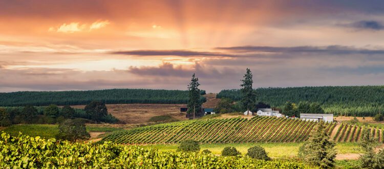 Wide panoramic view of Willamette Valley vineyards with mountains in background at sunset